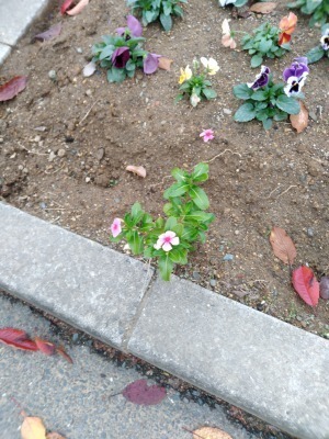 IMG_20201119_160004264.jpg
